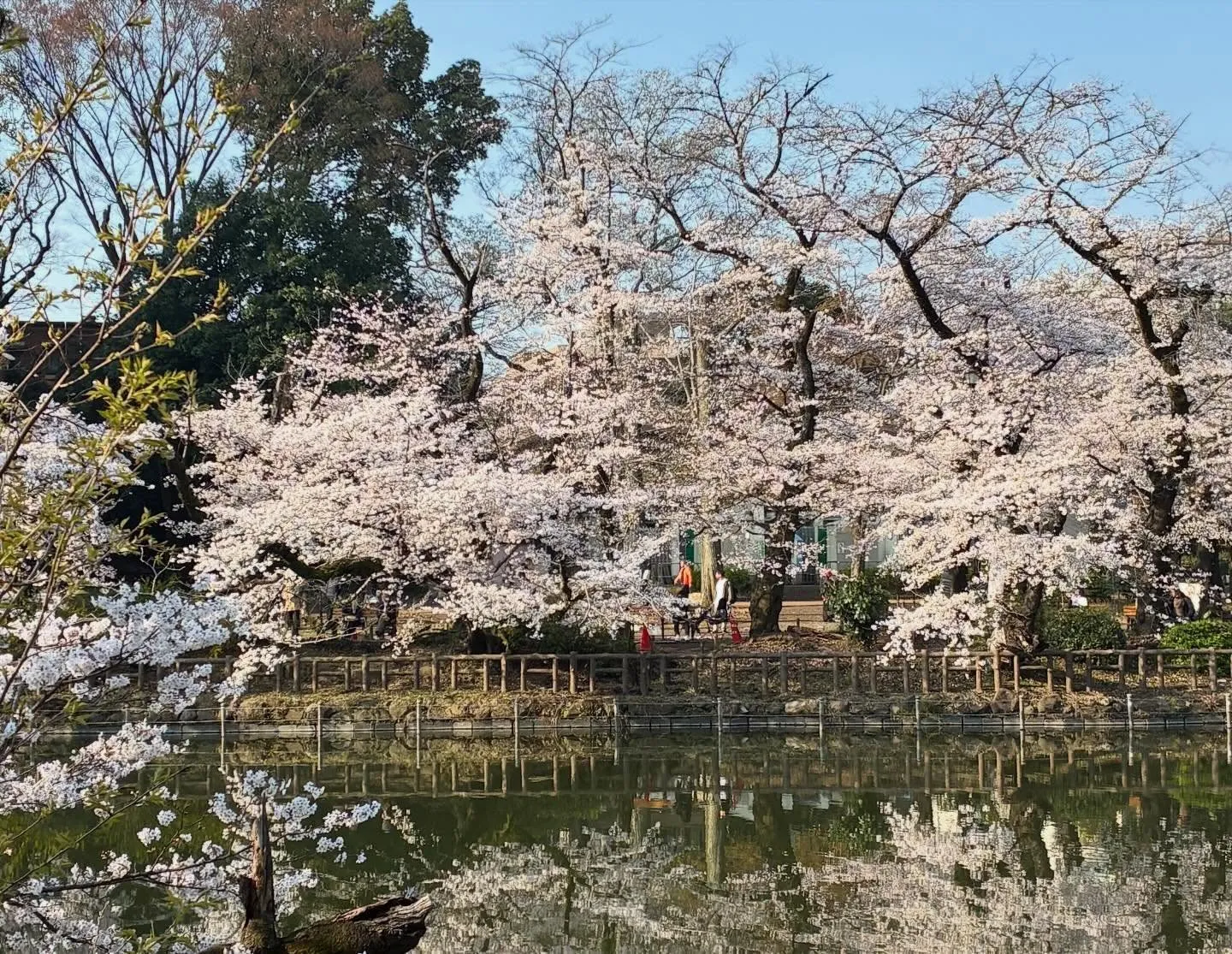 【4月週替わりランチカレンダー】もも吉/吉祥寺ランチ/吉祥寺...