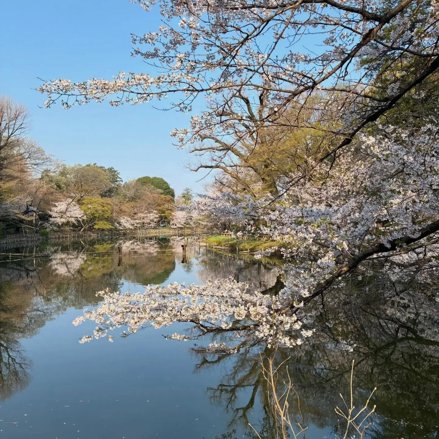 【鶏皮せんべい】もも吉/吉祥寺/日本酒/もも焼き/焼鳥/居酒...