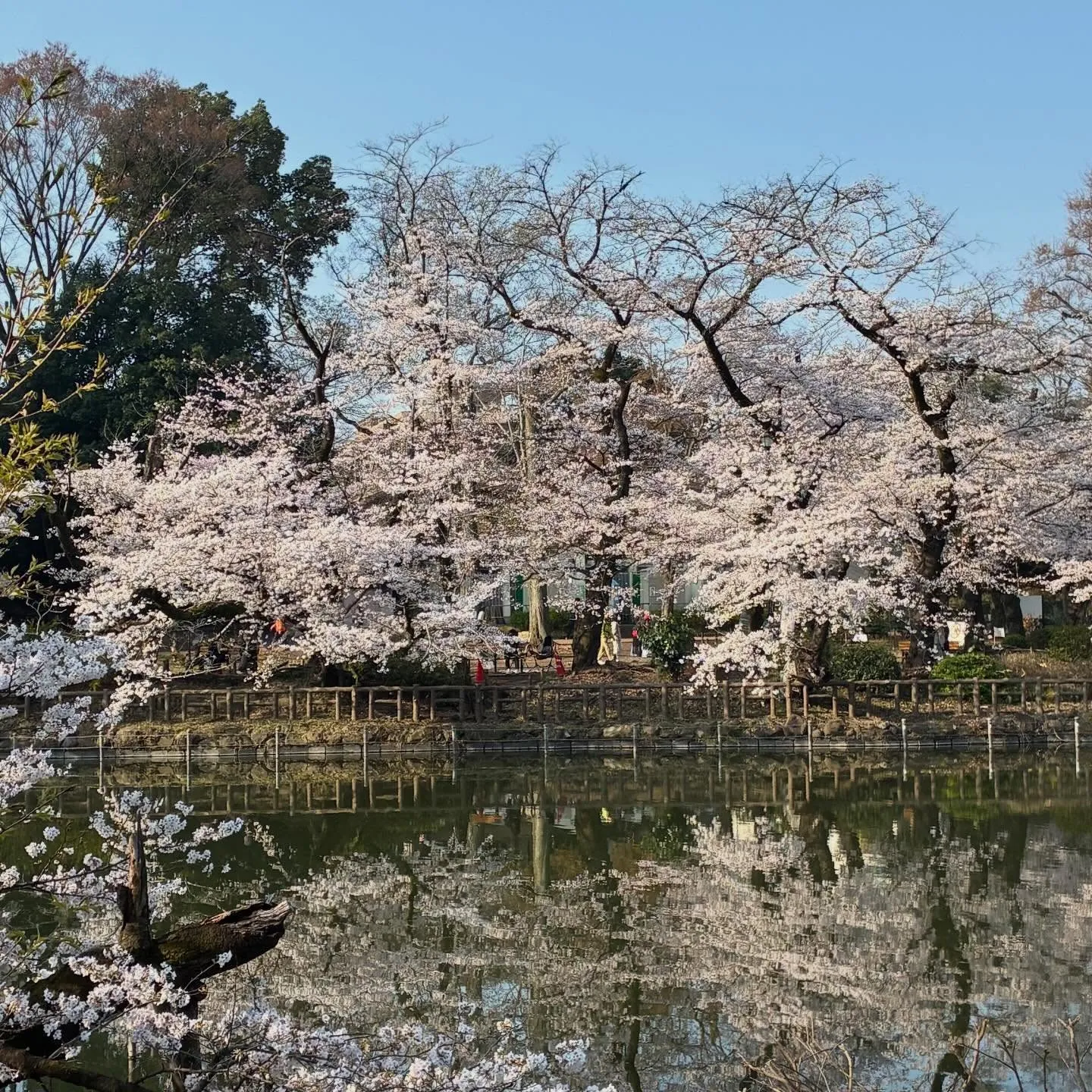 【茂木商店の糸こんにゃく】もも吉/吉祥寺/日本酒/もも焼き/...